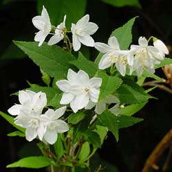 Deutzia, slender